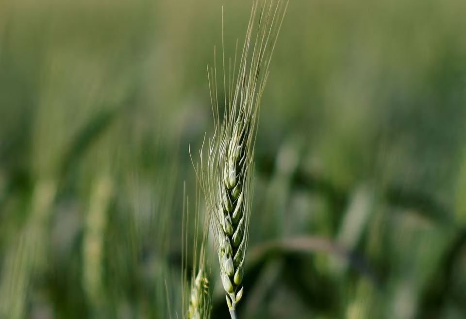 A drop in prices...the price of wheat today, Friday 3/29/2024, for the citizen and the price per kilo